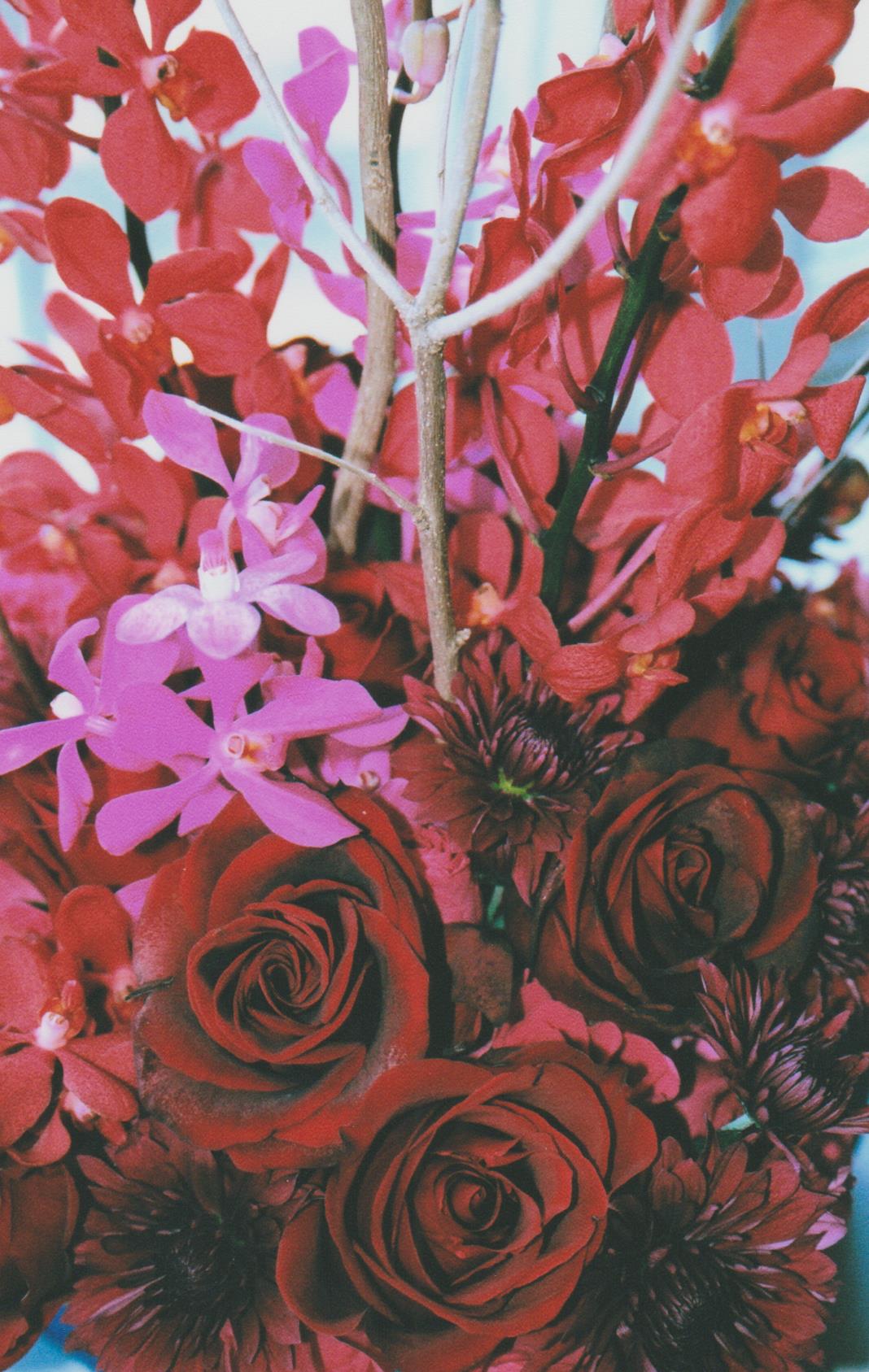 fall red orchid closeup 001.jpg