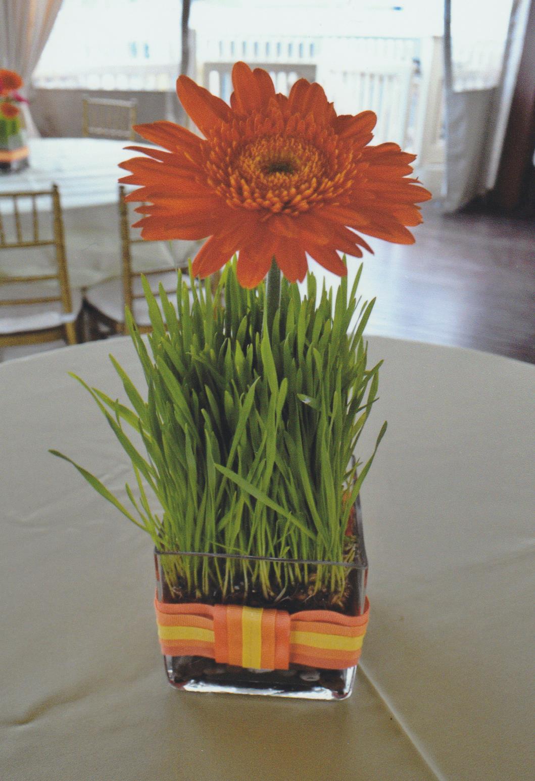 bright gerber grass 001.jpg
